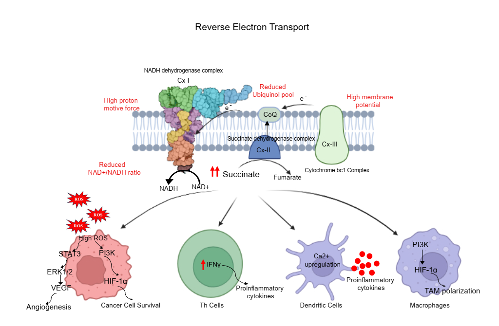 Role of Reverse Electron Transfer in Mediating Metabolic Reprogramming in Cancer